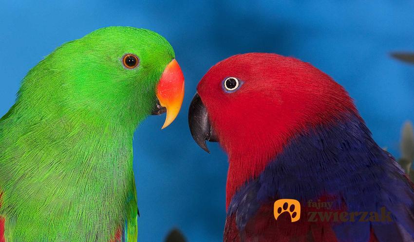 Kolorowe barwnice zwyczajne, a także TOP 5 najbardziej cichych ptaków do hodowli w domu