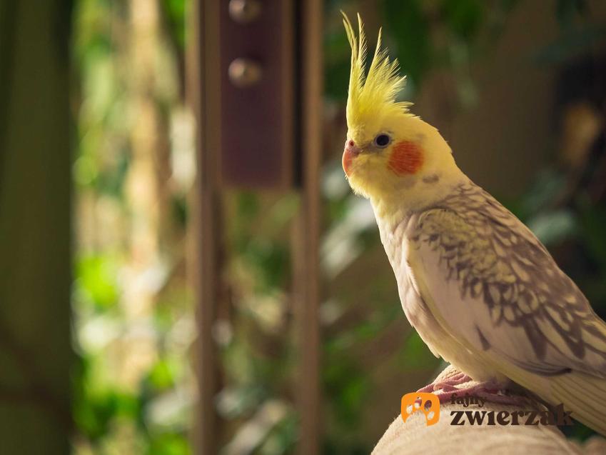 Papuga Nimfa w domu a także TOP 5 najcichszych ptaków do hodowli
