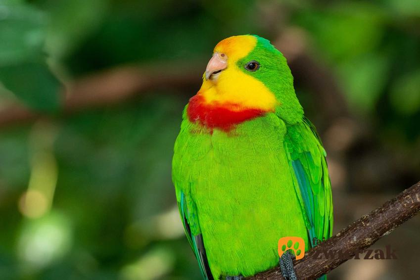 Barabanda, papużka o żółtych licach i zielonych piórkach, a także informacje i wymagania papugi krok po kroku