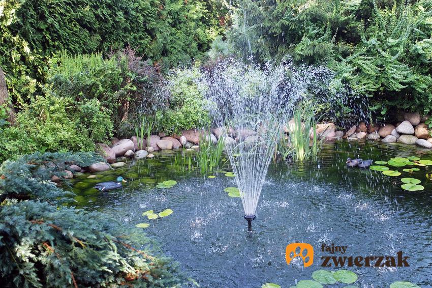 Pompa fontannowa w oczku wodnym w ogrodzie oraz opis, działanie i najlepsze modele popek z fontanną