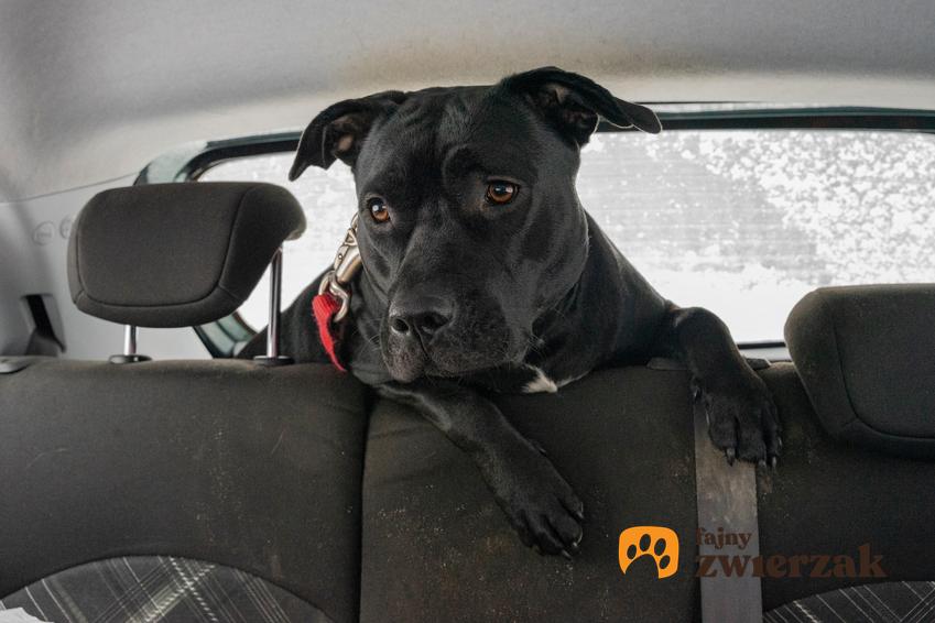 Pies w samochodzie za siedzeniami, a także podpowiedzi, jak przyzwyczaić psa do jazdy samochodem krok po kroku