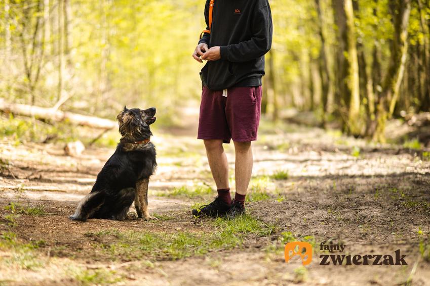 Pies siada na spacerze w lesie, a także jak nauczyć psa siad krok po kroku, zasady treningu