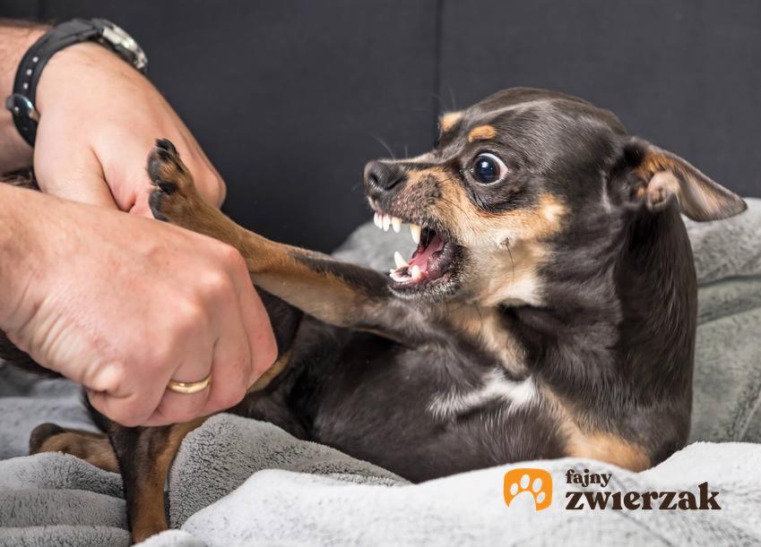 Agresywne zachowanie psa, a także reaktywność i agresja u psa, najważniejsze informacje