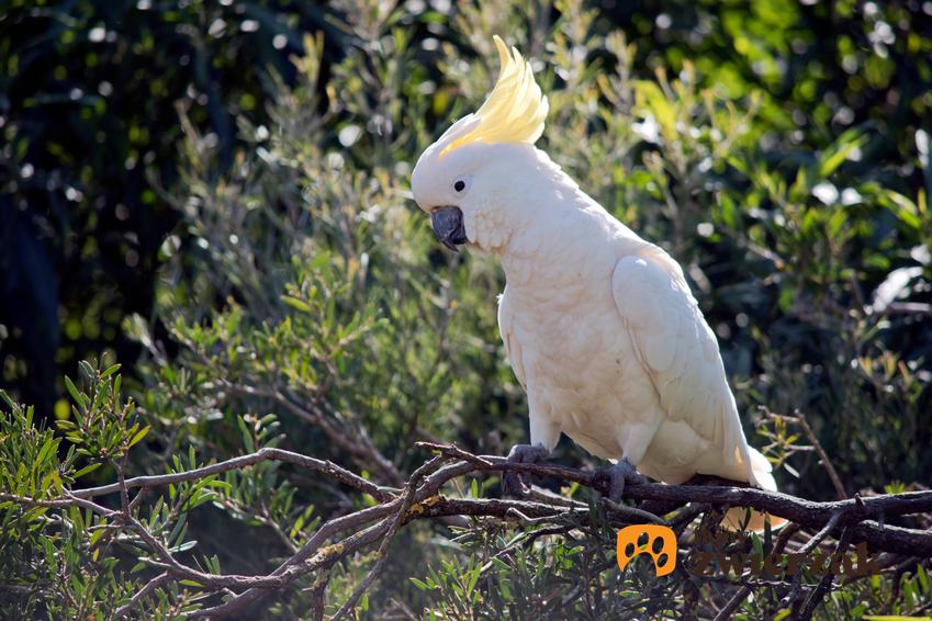 Kakadu żółtoczuba na drzewie, a także występowanie gatunku, wymagania i hodowla ptaka w domowych warunkach