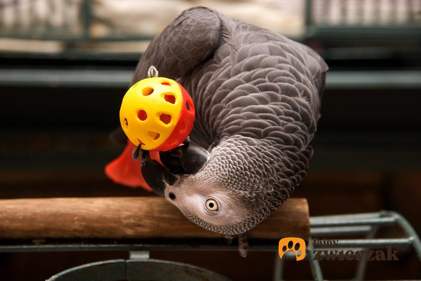 Papuga bawiąca się piłeczką, a także najlepsze zabawki dla papug na co dzień TOP 5