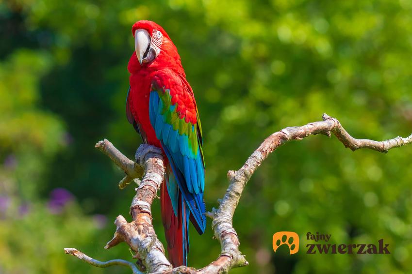 Papuga ara zielonoskrzydła na gałęzi, a także opis gatunku, występowanie i pielęgnacja