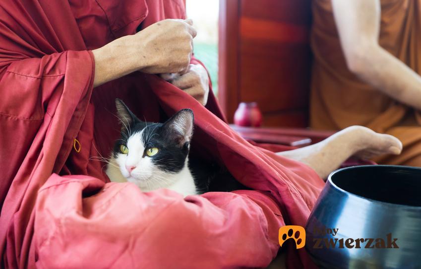 Kot na kolanach buddyjskiego mnicha, a także rola kota w różnych kulturach i miejscach