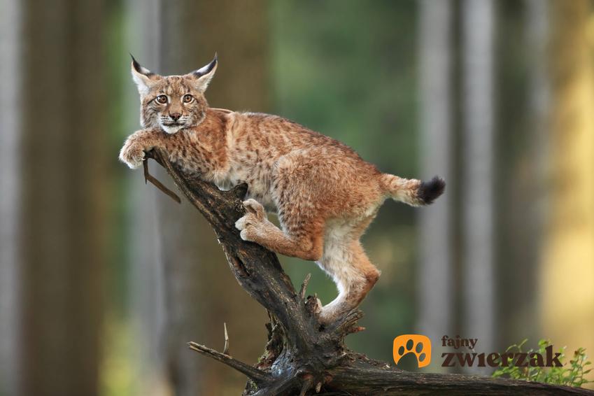 Ryś na gałęzi w lesie, a także dzikie polskie koty żyjące dziko i ich charakterystyka oraz opis gatunków