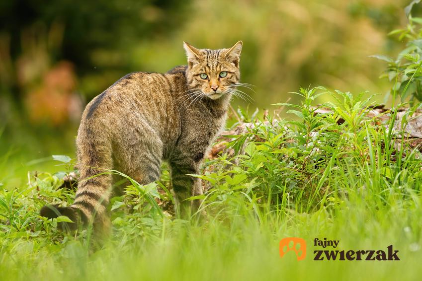 Żbik w lesie, a także dzikie polskie koty, czyli także ryś i ich występowanie oraz opis
