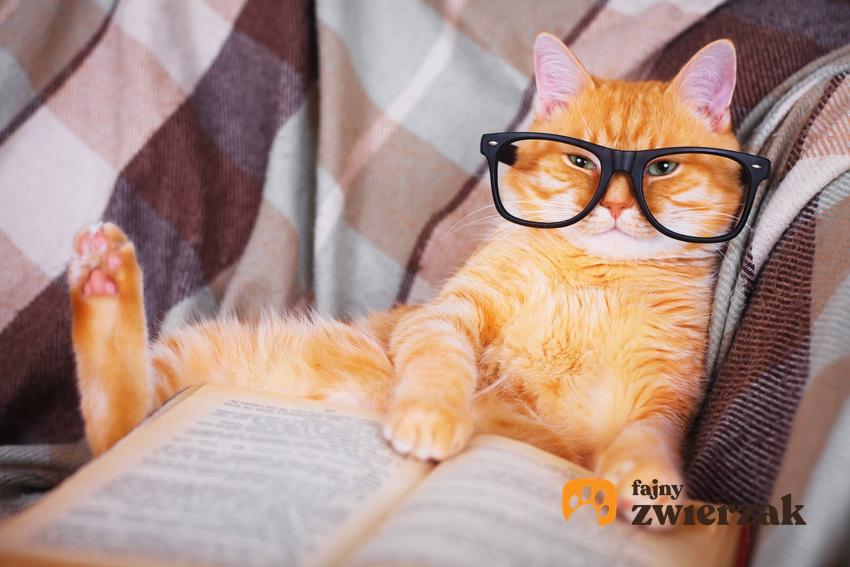 Kot w okularach, a także jak działa kocia pamięć i w jaki sposób koty zapamiętują różne rzeczy