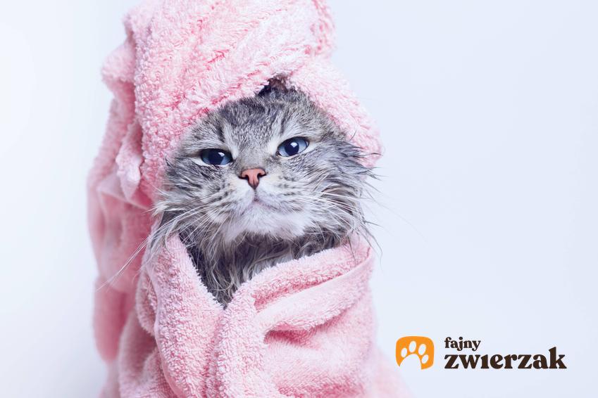 Mokry kotek w ręczniku, a także 8 zabiegów pielęgnacyjnych, które warto zrobić kotu