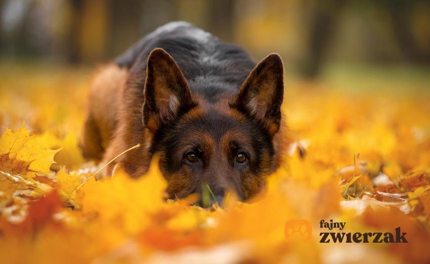 Owczarek niemiecki leżący w jesiennych liściach na spacerze oraz charakter owczarka niemieckiego