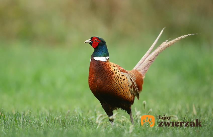 Bażant o pięknym ogonie i kolorowych piórkach oraz inne najbardziej znane ptaki zimujące w Polsce