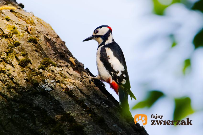 Dzięcioł stukający w korę drzewa, a także inne najbardziej znane ptaki zimujące w Polsce