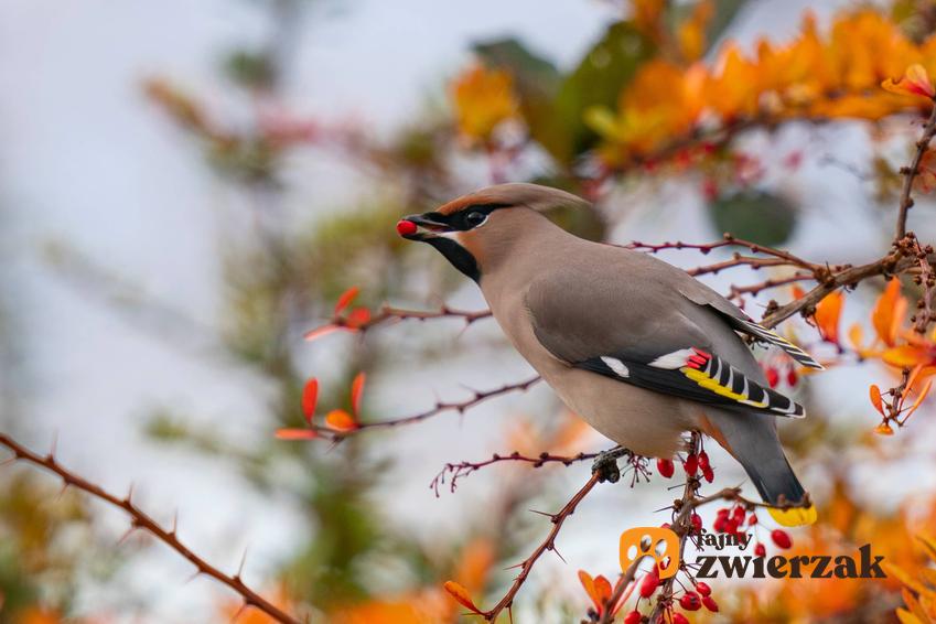 Jemiołuszka na jesiennych gałęziach, a także najbardziej znane ptaki zimujące w Polsce