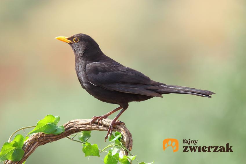 Śpiewający kos o żółtym dzióbku, a także pozostałe najbardziej znane ptaki zimujące w Polsce