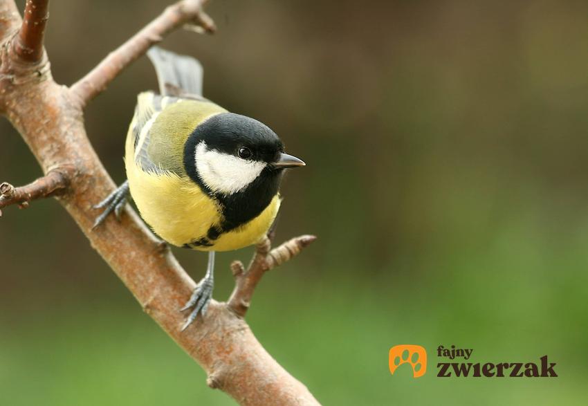 Sikorka na gałęzi o żółtym brzuszku, a także pozostałe najbardziej znane ptaki zimujące w Polsce