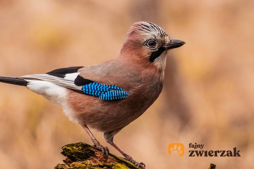 Sójka o niebieskich piórkach, a także najbardziej znane ptaki zimujące w Polsce