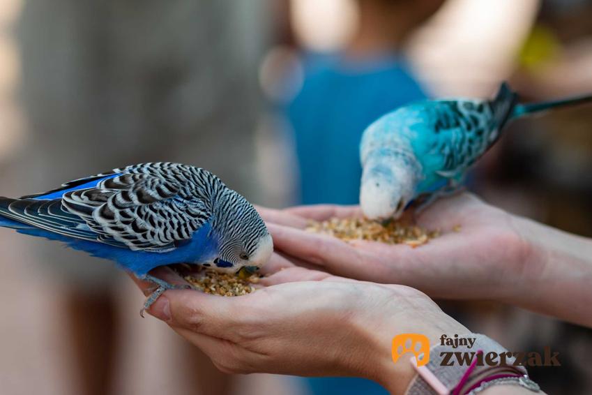 Papugi jedzące ziarno z ręki, a także jaki pokarm dla ptaków będzie najlepszy krok po kroku
