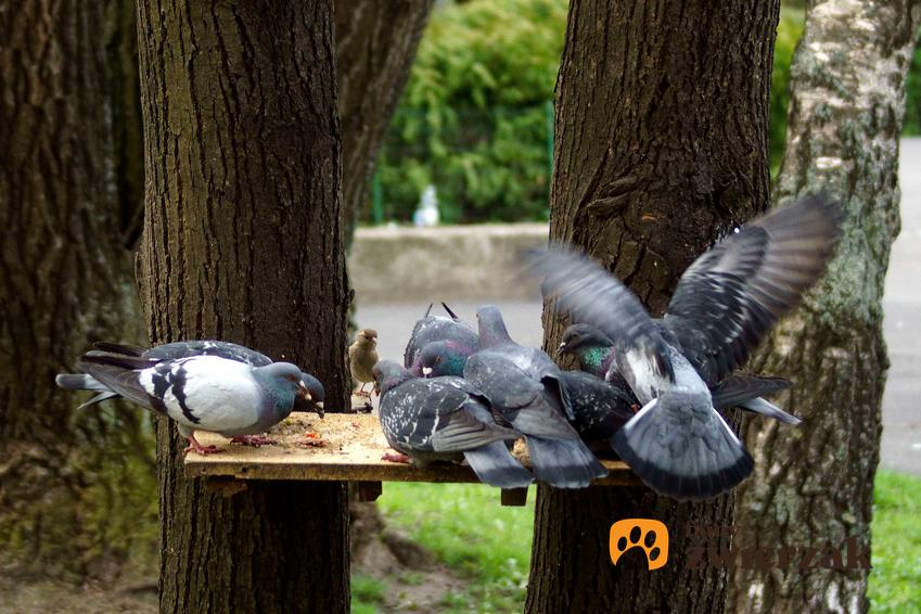 Gołębie jedzące pokarm w parku, a także co jedzą gołębie krok po kroku i czym je karmić