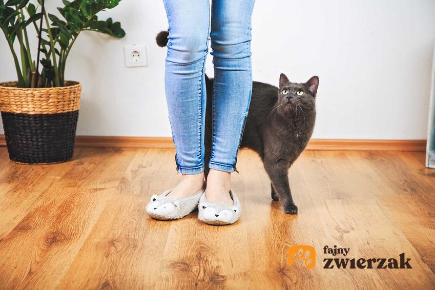 Kot przy nogach właścicielki, a także czy koty rozumieją ludzką mowę i jak komunikują się z człowiekiem