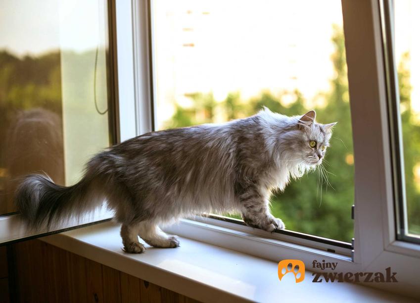 Kot stojący w oknie, a także dlaczego koty nie muszą wychodzić z domu, by być szczęsliwymi