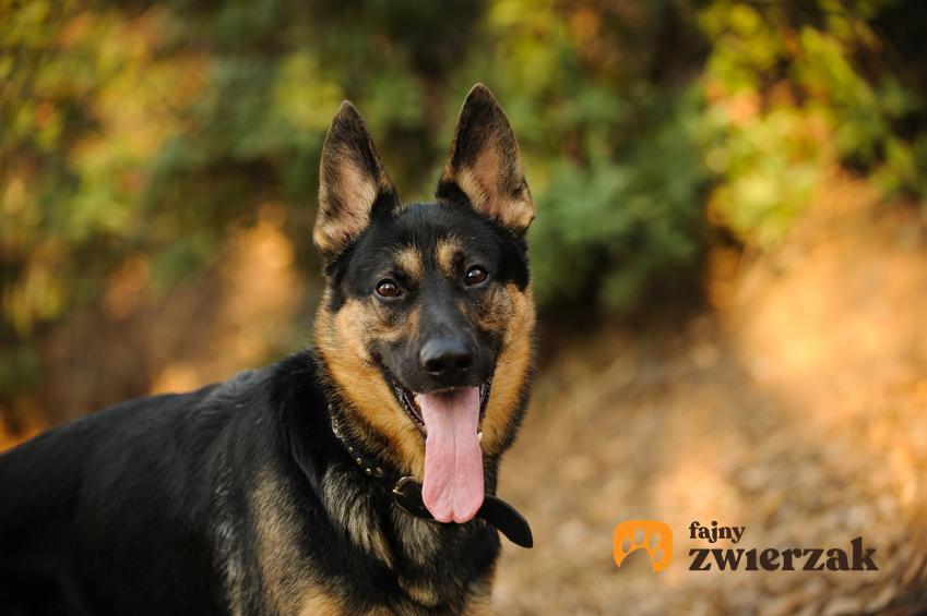 Pies rasy owczarek niemiecki z językiem na wierzchu podczas spaceru, a także usposobienie owczarka niemieckiego