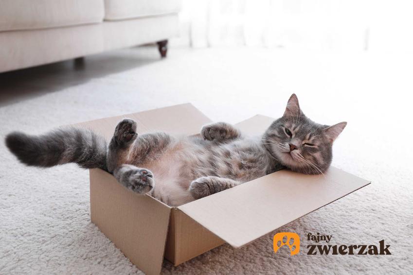 Kot w pudełku, a także najważniejsze ciekawostki oraz inne 8 rzeczy, których nie wiecie o kotach