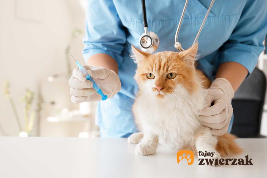 Kot u weterynarza na badaniach krwi, a także najważniejsze badania profilaktyczne dla kota oraz kiedy je zrobić