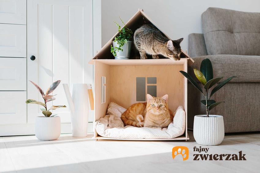 Koty w domku z kartonu, a także czy kot jest zwierzęciem w pełni udomowionym krok po kroku