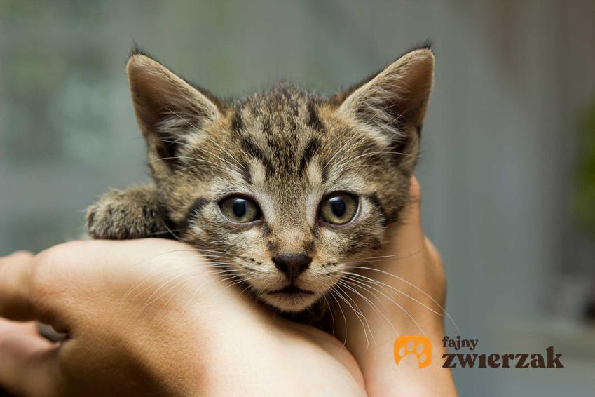 Mały kotek na rękach właścicielki, a także jakie choroby mogą powodować zaburzenia zachowania