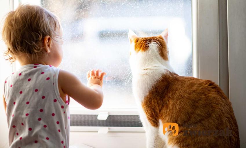 Dziecko przy oknie z kotem, a także czy pies czy kot to lepszy wybór dla dziecka