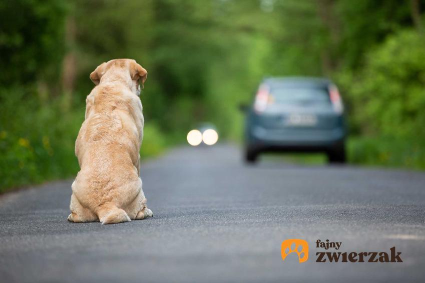 Smutny porzucony pies siedzący przy drodze, a także jak Polacy pozbywają się zwierząt na wakacje krok po kroku
