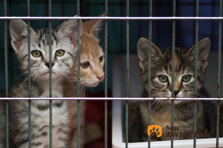 Kotki w klatce, a także podpowiedzi, jak zająć się kotem ze schroniska i po przejściach