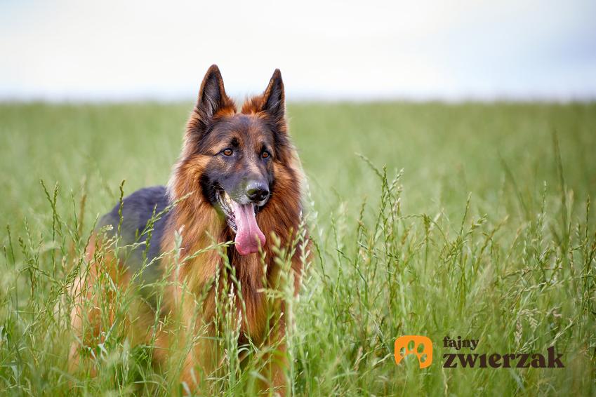 Owczarek niemiecki na polu w trawie, a także informacje, ile żyje owczarek niemiecki