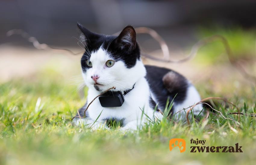 Kotek na trawie w ogrodzie, a także co zrobić, jeśli kot zaginie i co zrobić z zagubionym kotem