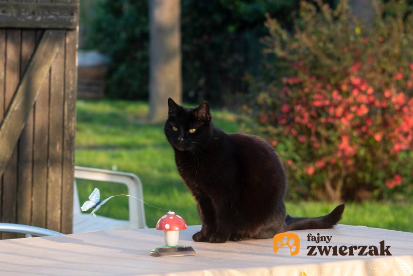 Czarny kot na tarasie, a także czy kolor kota ma wpływ na jego charakter krok po kroku