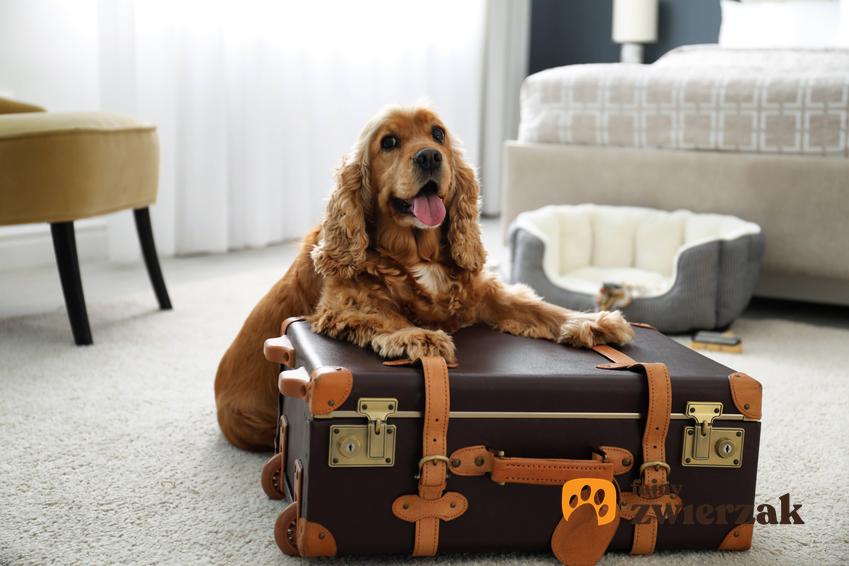 Pies leżący na walizce, a także wakacyjny urlop z psem lub kotem czy bez zwierząt i co zrobić ze zwierzętami