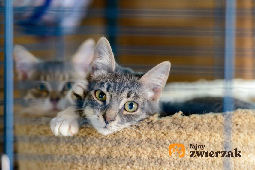 Kotki w klatce do adopcji, a także kiedy nie powinieneś adoptować kota, najważniejsze informacje