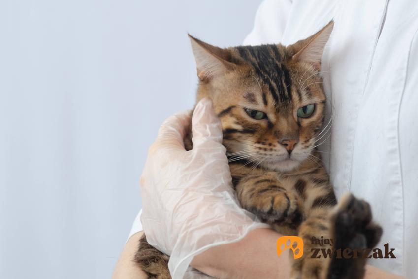 Kot przytulony do weterynarza, a także czy kot może zachorować ze stresu krok po kroku