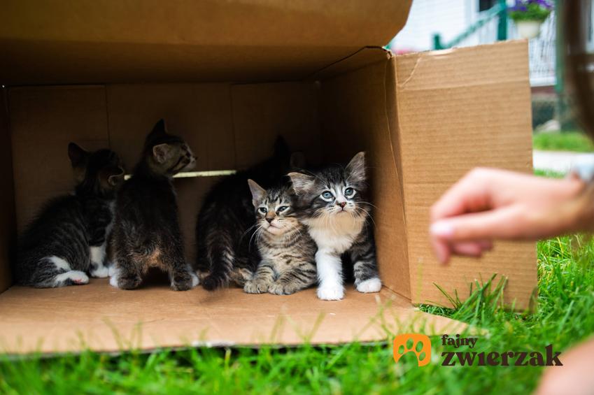 Osierocone kotki w pudełku, a także jak zająć się osieroconym kociakiem krok po kroku