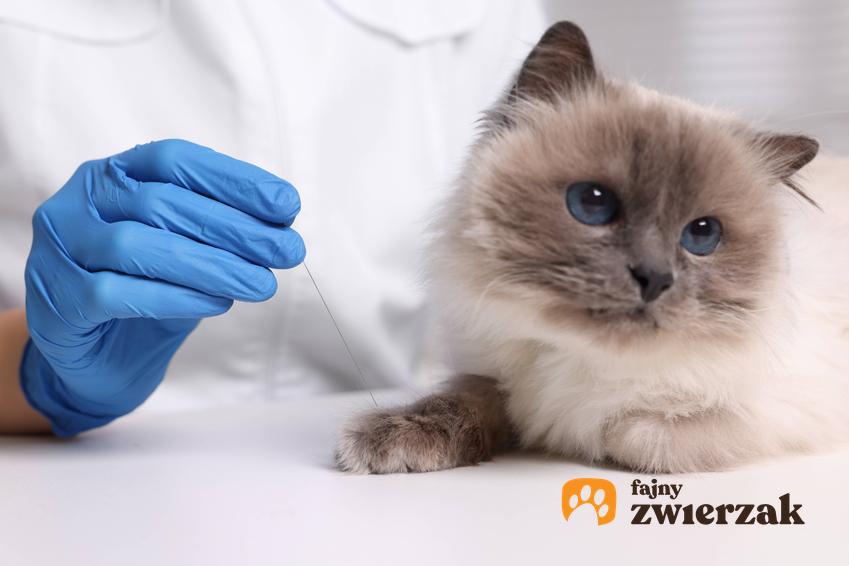 Kot u weterynarza, a także toksoplazmoza u kota oraz jej objawy, przyczyny choroby i jej leczenie
