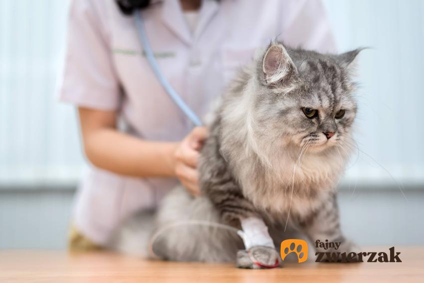 Kotka u weterynarza, a także ropomacicze u kotki oraz przyczyny choroby i jej objawy krok po kroku
