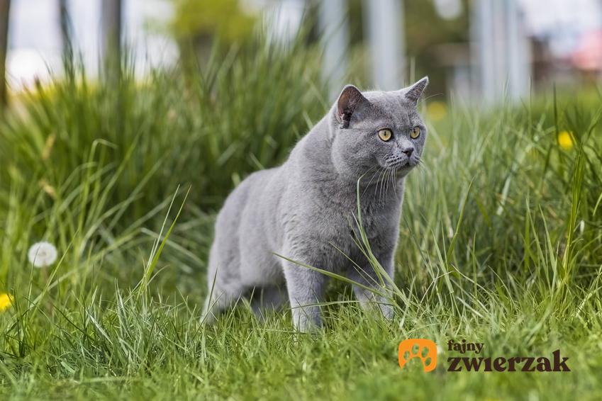 Szary kot brytyjski na tle trawy, a także koty rasowe oraz fakty i mity na ich temat