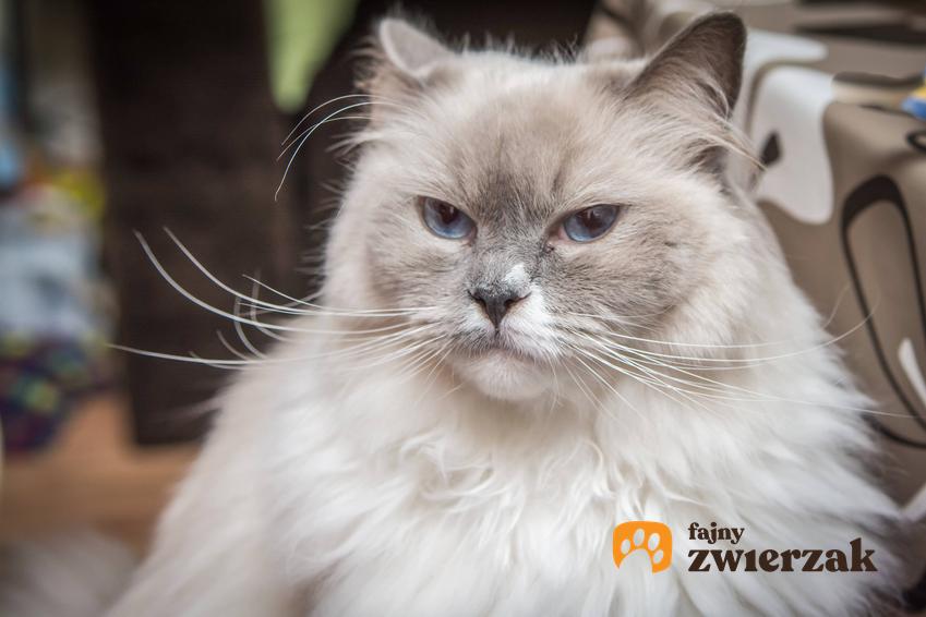 Персидская кошка с белой шерстью, а также породистые кошки и факты и мифы о них