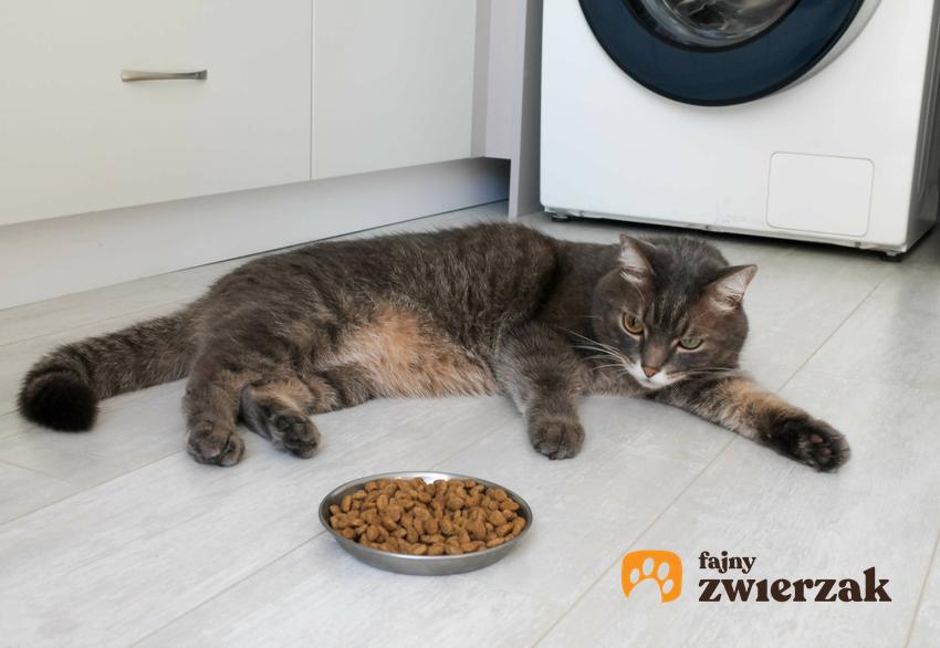 Kot, który nie chce jeść z miski, a także dlaczego koty wybrzydzają z jedzeniem i nie jedzą niektórych produktów