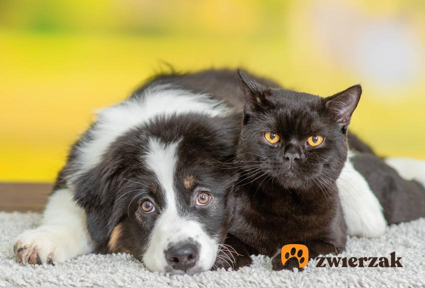 Kot leżący na psie, a także informacje, które rasy psów nie powinno się łączyć z kotami