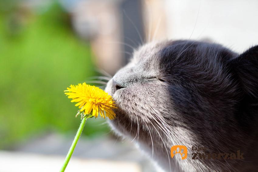 Kot wąchający kwiatek, a także czy koty pierdzą krok po kroku, czyli czy u kotów pojawiają się gazy