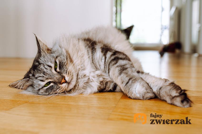 Chory kot leżący na podłodze, a także ropień u kota oraz objawy i leczenie ropni u kotów
