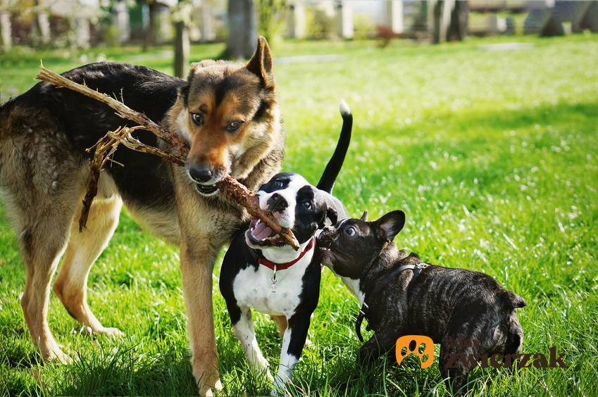 Psy bawiące się patykiem, a także hodowla i jej koszty, ile kosztuje hodowla zwierząt